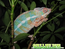 Ambilobe Screameleon