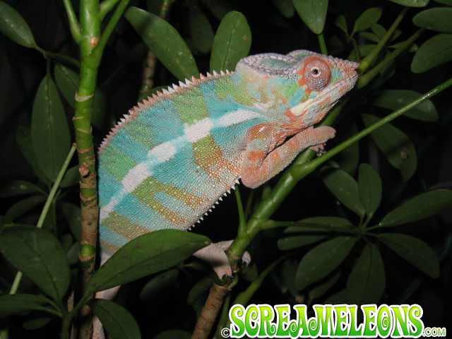 Ambilobe Screameleon
