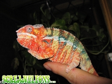 Ambilobe Screameleon