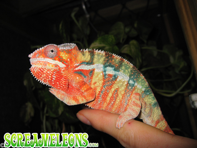 Ambilobe Screameleon