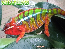 Screameleons 2006 Lineup