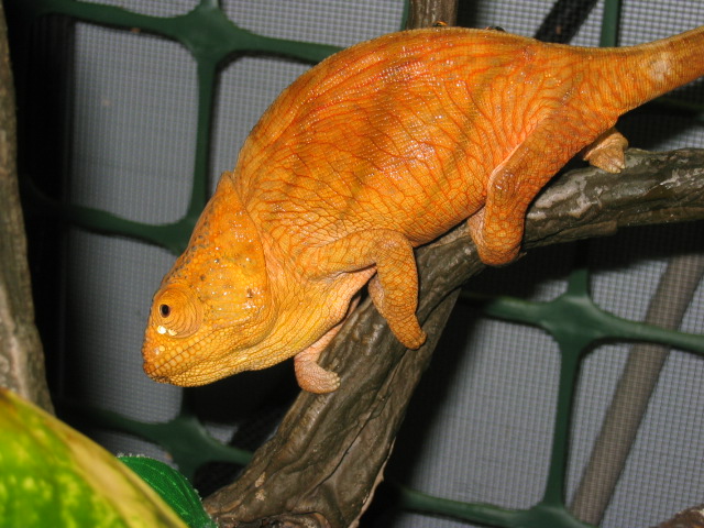 Parsons Chameleon