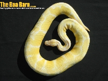 Albino Baby