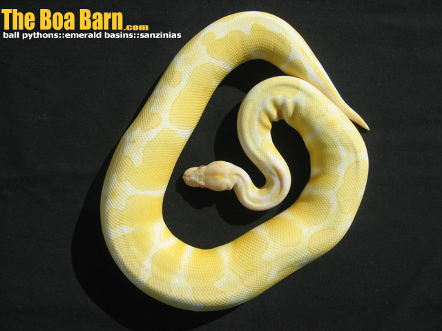 Albino Baby
