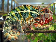 Panther Chameleon