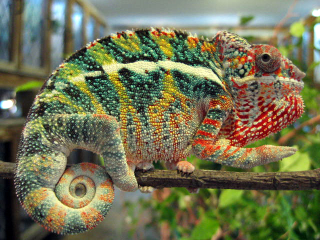 Panther Chameleon
