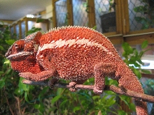 Panther Chameleon