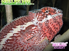 panther chameleon