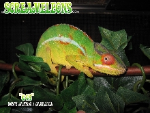 New Mitsio Breeder