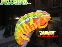 Screameleon Chameleon