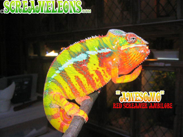 Screameleon Chameleon
