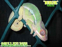 Soabana Panther Chameleon