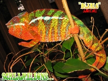 Panther Chameleon
