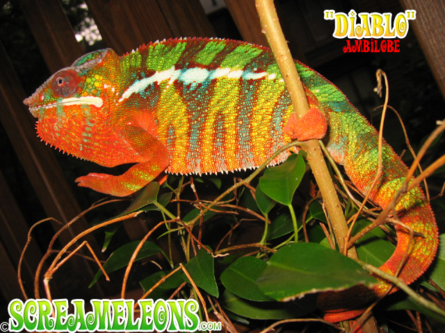 Panther Chameleon