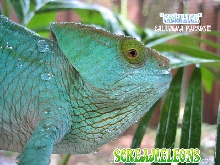 Parsons Chameleon