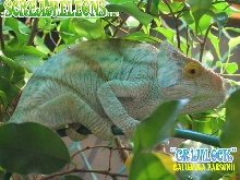 Calumma Parsonii