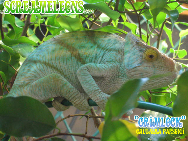 Calumma Parsonii