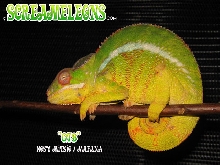 Sub Adult Mitsio