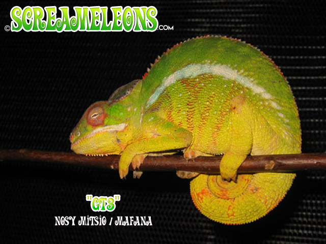 Sub Adult Mitsio