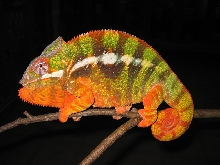 chameleon