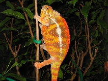 Maynard
