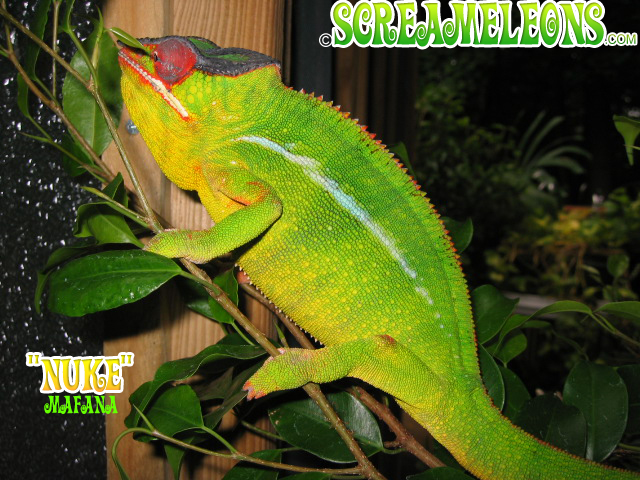 panther chameleon