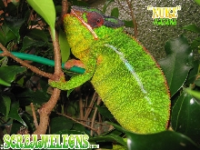 panther chameleon