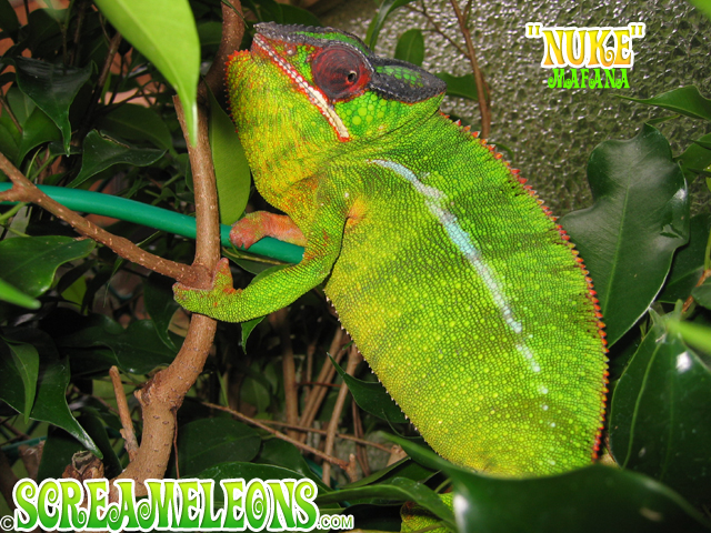 panther chameleon
