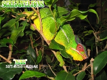 Nosy Mitsio, Mafana, Soabana......