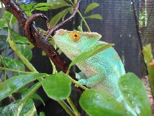 parsonii
