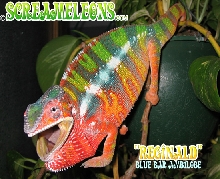 Blue ambilobe