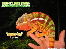 Skorpion