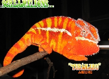 Ambilobe Screameleon