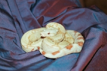 Albino Boa