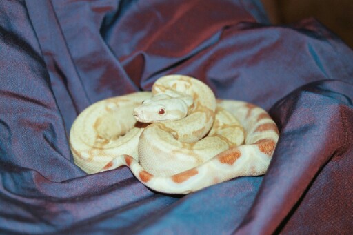 Albino Boa