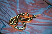 Striped Nelson