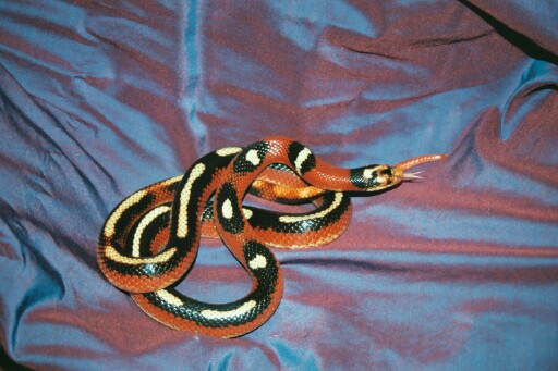 Striped Nelson