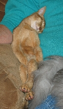 Antares Sleeping