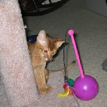 Antares and another toy