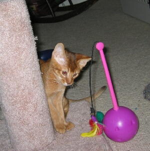 Antares and another toy