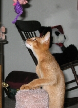 Antares and mousie