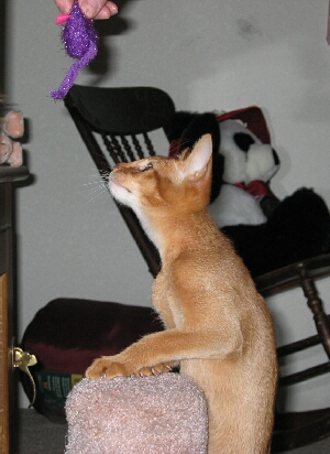 Antares and mousie