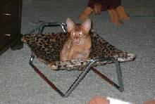 Antares in Hammock