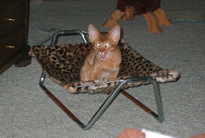 Antares in Hammock