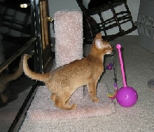 Antares playing