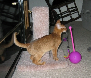 Antares playing