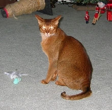 Tare High on Nip