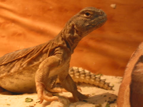Chomper Pose