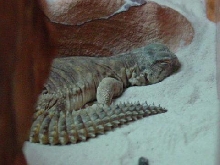 Chomper sleeping