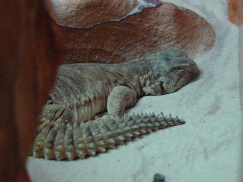 Chomper sleeping